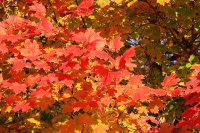 Acer platanoides